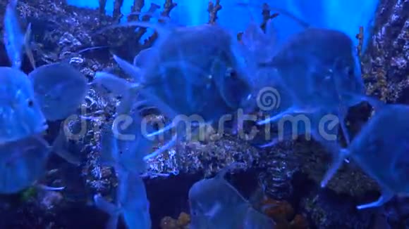 射鱼和水下世界水族馆里最美丽的食肉鱼视频的预览图