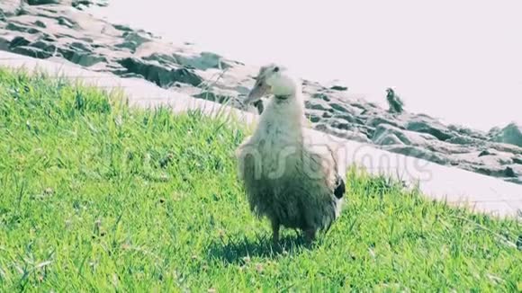 阳光明媚的一天鹅在池塘边的草地上清洁自己视频的预览图