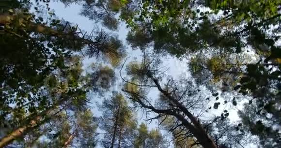 高高的松树树干伸展到天空的摄像机旋转视频的预览图