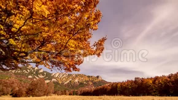 秋日的树木和树叶视频的预览图