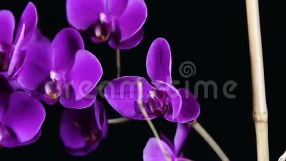黑色背景下的紫色兰花与相机运动视频的预览图