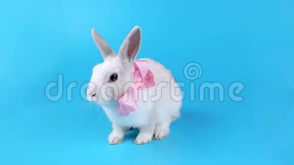 美丽的兔子有粉红色的蝴蝶结坐着环顾四周视频的预览图