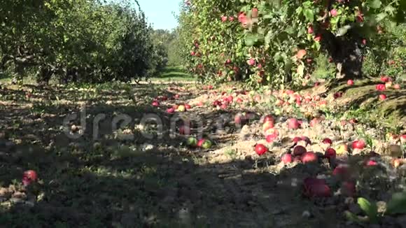 秋天废弃的果园树巷和意外收获的果实躺在地上4K视频的预览图