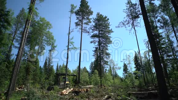 森林收割机在行动砍伐树木视频的预览图