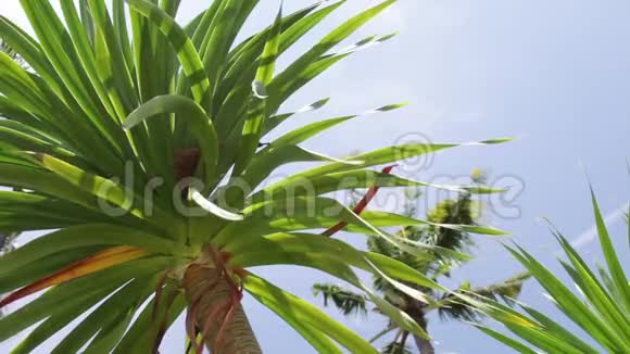 在印度尼西亚巴厘岛的一个热带岛屿上椰子棕榈树对抗蓝天视频的预览图