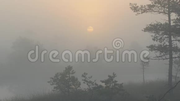 雾中的日出笼罩着沼泽地视频的预览图