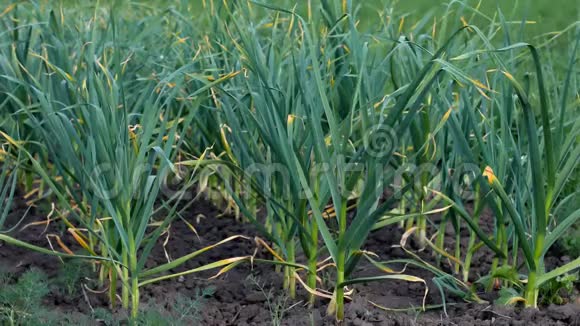 田里的绿蒜植物大蒜因干旱而干燥视频的预览图