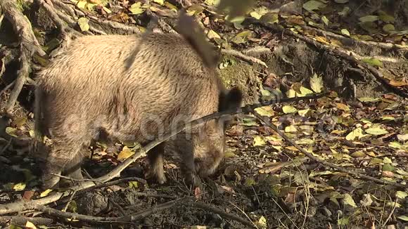 奥地利萨尔茨堡附近的安啸森林里的野猪秋天视频的预览图