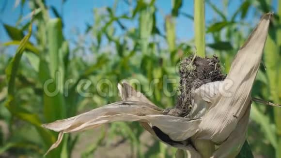 玉米叶片病害绿色玉米秸秆破损面积视频的预览图