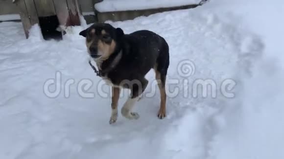 冬天白天狗靠近他的小屋视频的预览图