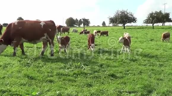 奶牛和小牛在草地上自由视频的预览图
