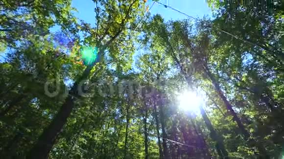 阳光美丽地照亮了森林空地上高大山毛榉树的绿色树梢视频的预览图