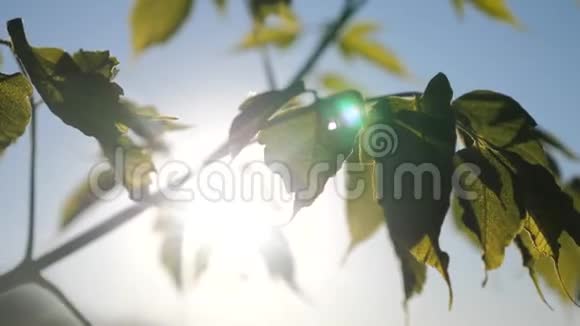 枝树枫叶蓝天夕阳下的阳光枫叶枝绿叶的生活方式在风中摇曳视频的预览图