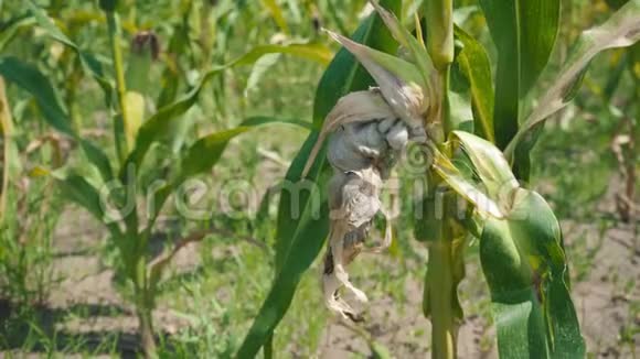 玉米叶片病害绿色玉米秸秆破损面积视频的预览图