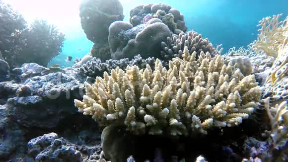 海礁珊瑚花视频的预览图