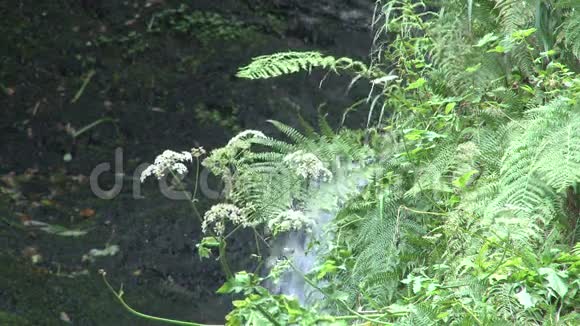 瀑布附近的植物视频的预览图