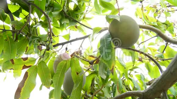 芒果果实手册在树上的收获视频的预览图