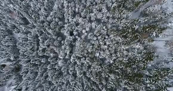 俯视高空俯视高山积雪覆盖松林树林冬季户外自然景观视频的预览图