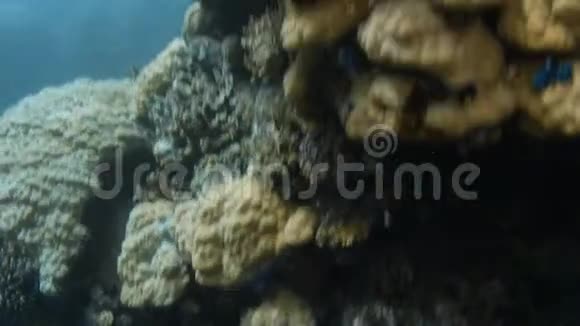 水下一个淡黄色的珊瑚礁视频的预览图