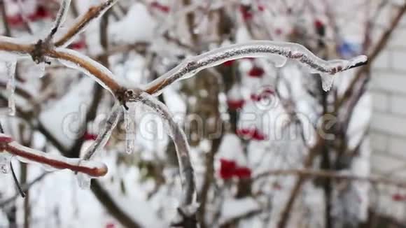花园里的植物受到严重结冰的影响视频的预览图