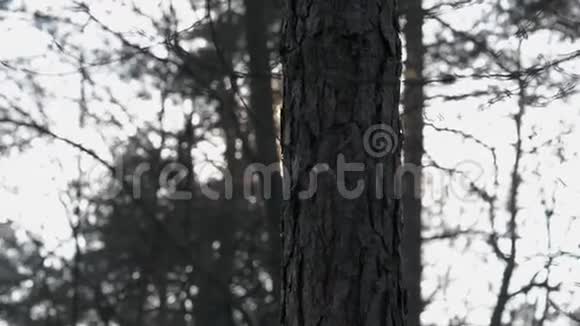 夕阳在树林间的树林里视频的预览图