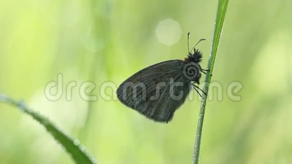 早晨一只漂亮的小蝴蝶坐在草地上视频的预览图