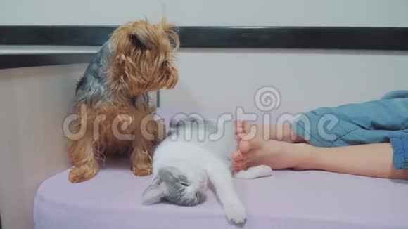猫和狗睡在一起的滑稽视频猫和狗的友谊在室内睡在主人的脚边视频的预览图