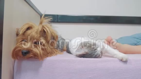 猫和狗睡在一起的滑稽视频猫和狗在室内的友谊睡在脚下的生活方式视频的预览图