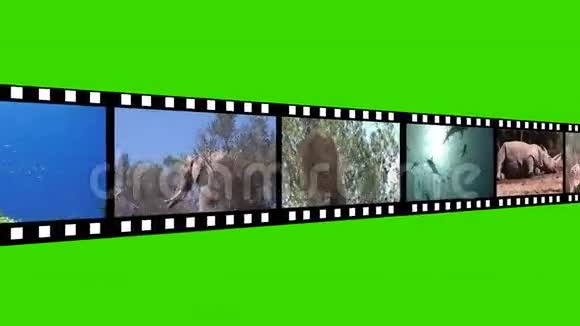 野生动物的蒙太奇视频的预览图