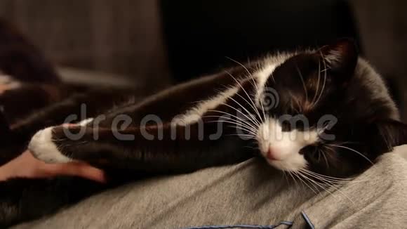 爱抚可爱小猫肚子的人猫睡在腿上而女主人爱抚他肚子美丽的黑色视频的预览图
