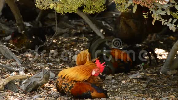 鸡冠红鸡坐鸡舍视频的预览图
