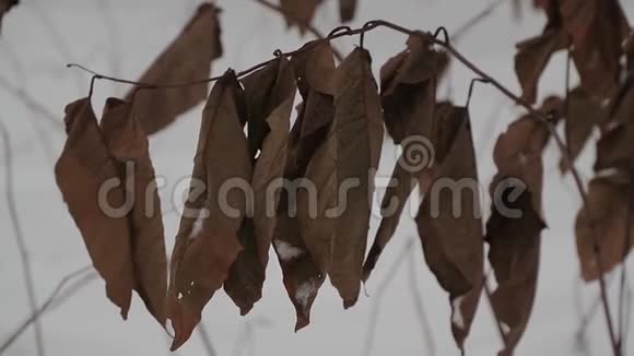 冬天树枝上干的棕色大叶子视频的预览图