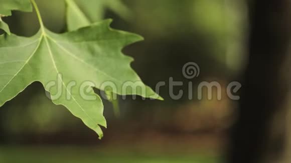 绿叶枫在风中特写枫叶视频的预览图