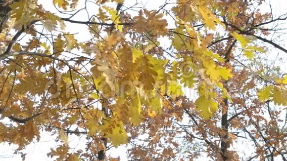 美洲栎栎树黄叶枝视频的预览图