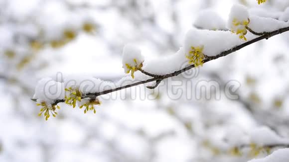 落在科尼利安樱花上的雪视频的预览图