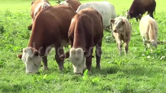 奶牛和小牛在草地上自由视频的预览图