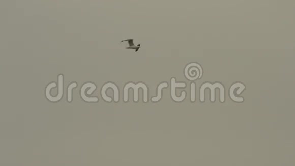 海鸥在灰色的天空中飞翔视频的预览图