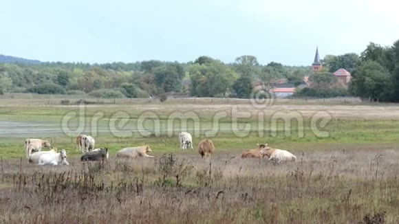 在Guelpersee湖的Prietzen村的草甸上放牛在秋天迁徙的时候成千上万只灰鹅视频的预览图