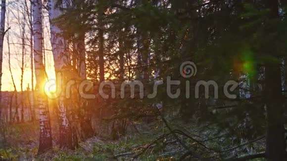 太阳冲破了树木视频的预览图