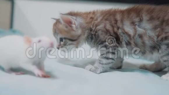 小灰小猫猫和白鼠互相嗅嗅有趣的稀有视频老鼠和小可爱的小猫友谊视频的预览图