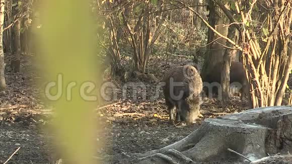 奥地利萨尔茨堡附近的安啸森林里的野猪秋天视频的预览图