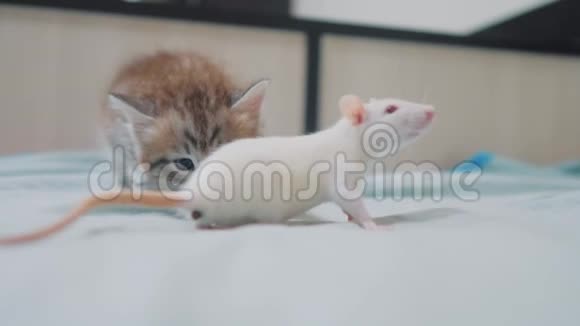 小灰小猫猫和白鼠互相嗅嗅有趣的稀有视频老鼠老鼠和小生活方式可爱的小猫视频的预览图