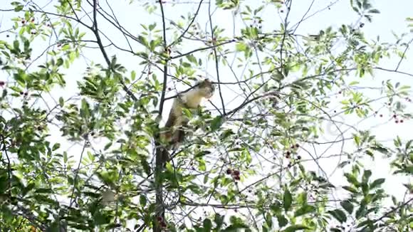 一只灰白猫坐在樱桃树上视频的预览图