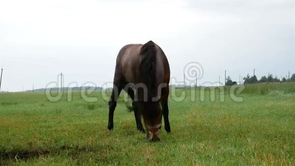 田野上的棕马正在吃草景观自然视频的预览图