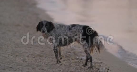 流浪狗在海边流浪视频的预览图