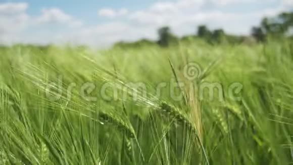 小青小麦和小穗在田野里慢动作视频的预览图