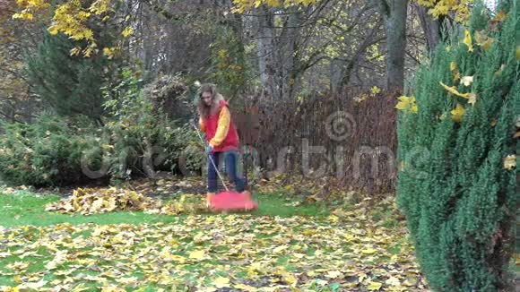 从枫树上落下的叶子和在花园里用耙子工具工作的女人4K视频的预览图