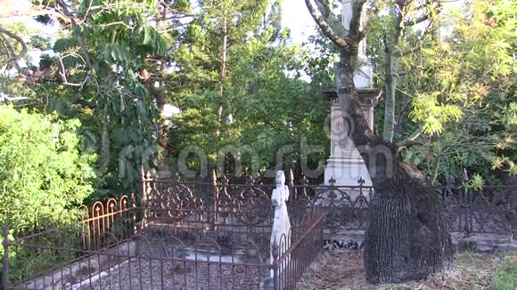 一棵年轻的博阿巴树在一个长满老树的墓地里视频的预览图