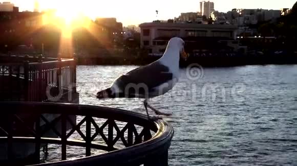 旧金山码头旧金山视频的预览图