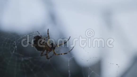 一只蜘蛛在森林里织网蜘蛛网旋转视频的预览图